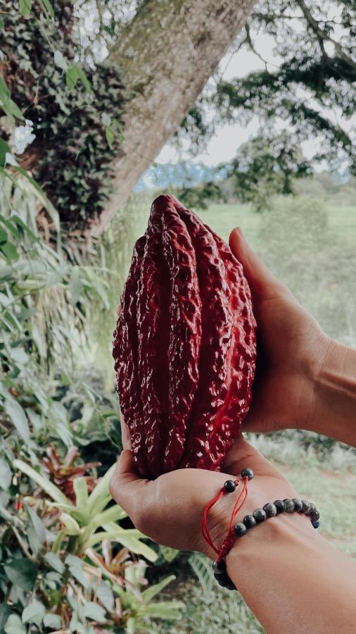 فندق Muchosur كويمبايا المظهر الخارجي الصورة